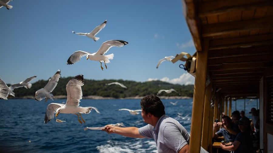 Elaphite island Hopping & City Walls Cruise with Food and Bar