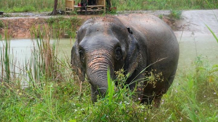 Half-Day Highlight with Elephants (NO-Touching) in Ao Nang