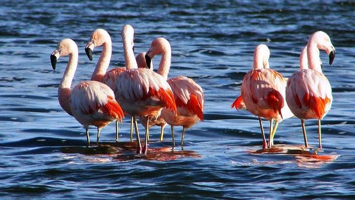 Laguna del Toro and Flamingo-Watching 4WD Tour from Salta