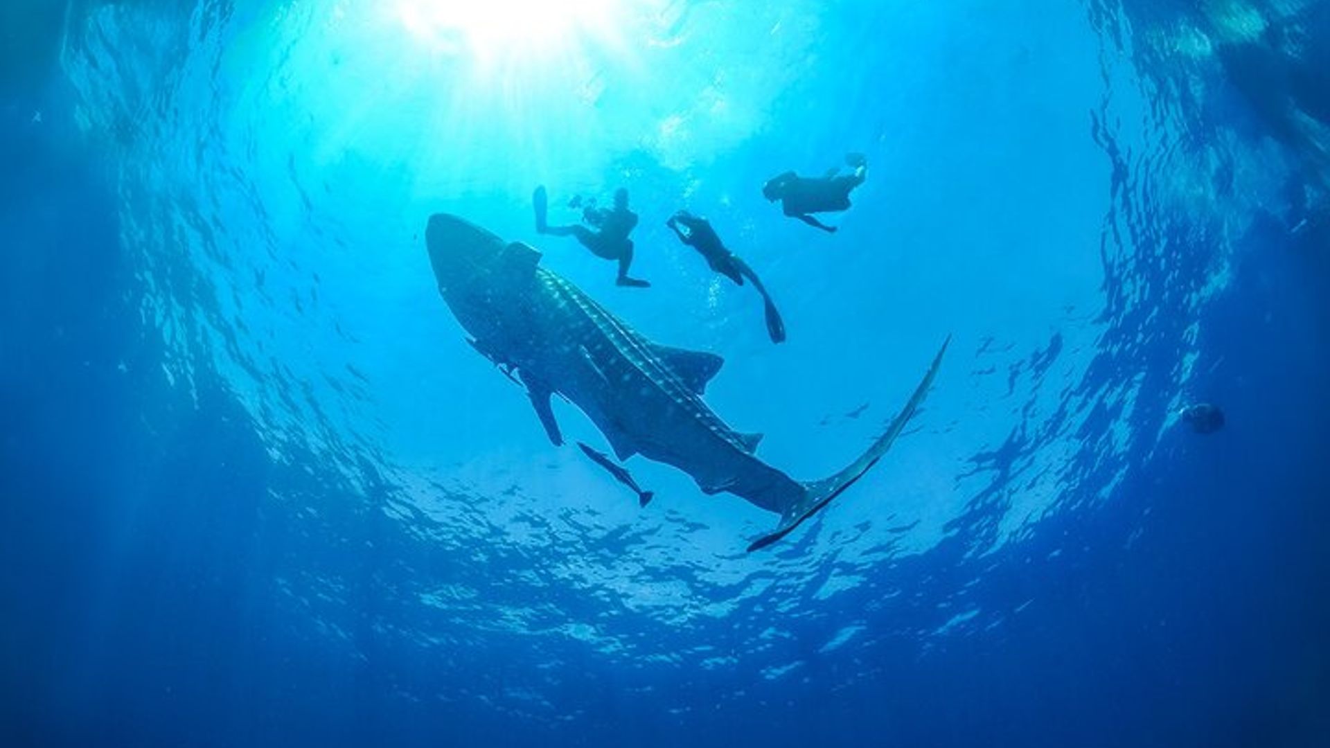 Whale Shark Snorkeling Experience from Cancun and Riviera Maya image 3