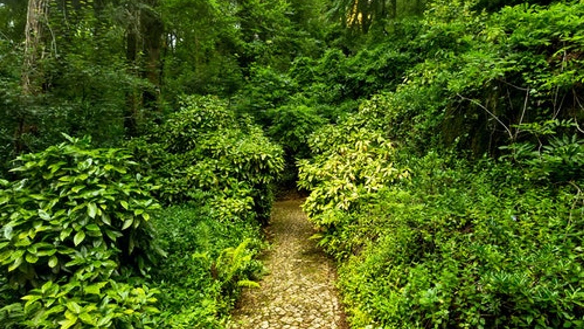 Parc de Pena à Sintra : Billet d'entrée