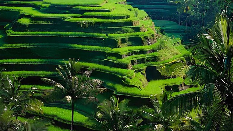 Ubud: Monkey Forest, Water Temple, Rice Terrace, Waterfall
