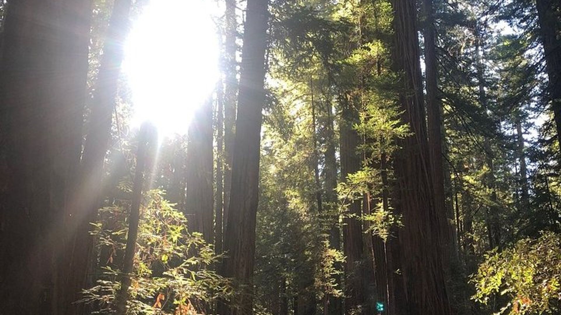 Sonoma: Redwoods and Wine Country Tour From San Francisco image 1