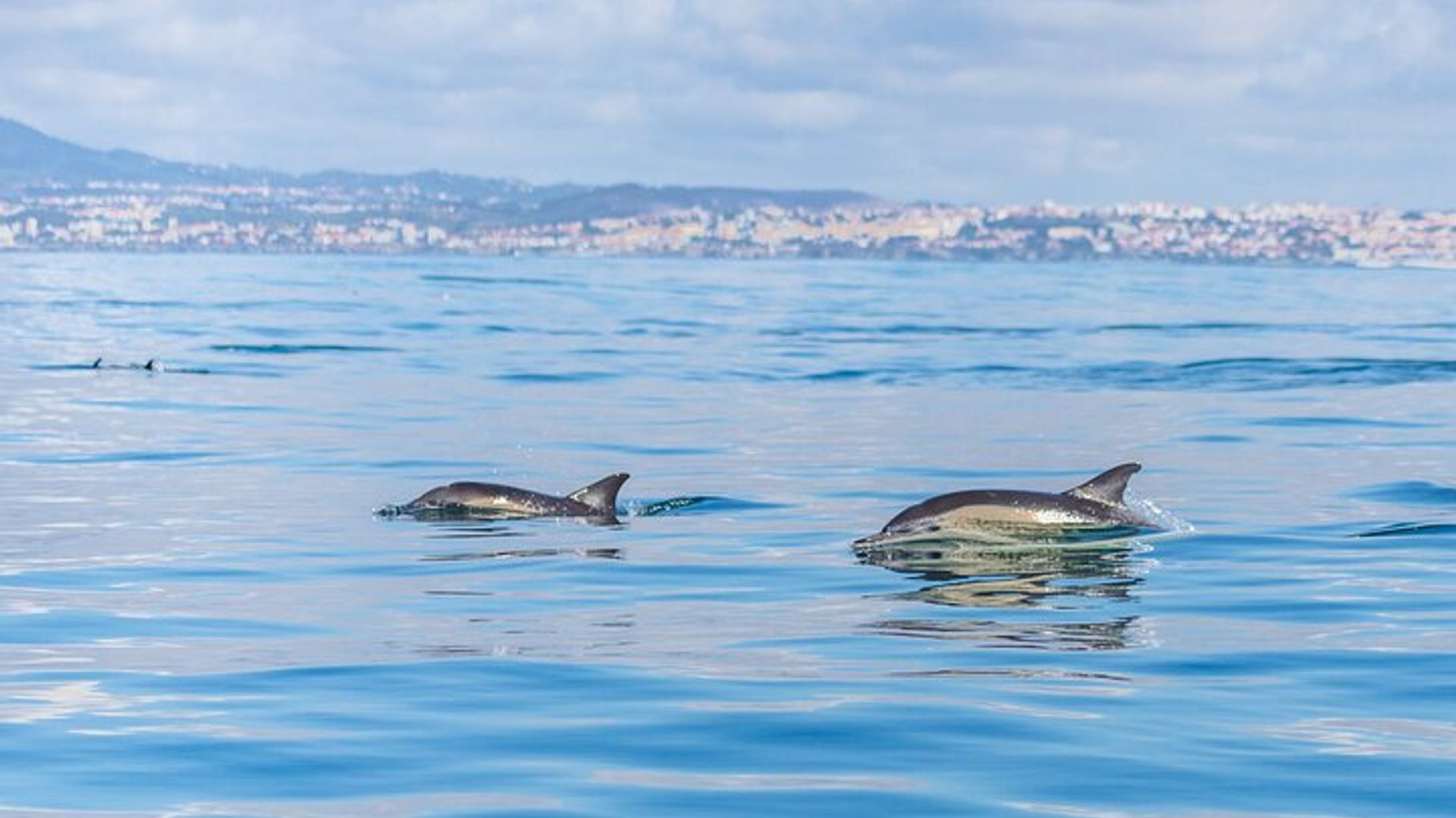 Lisbon Small-Group Dolphin Watching Cruise image 3