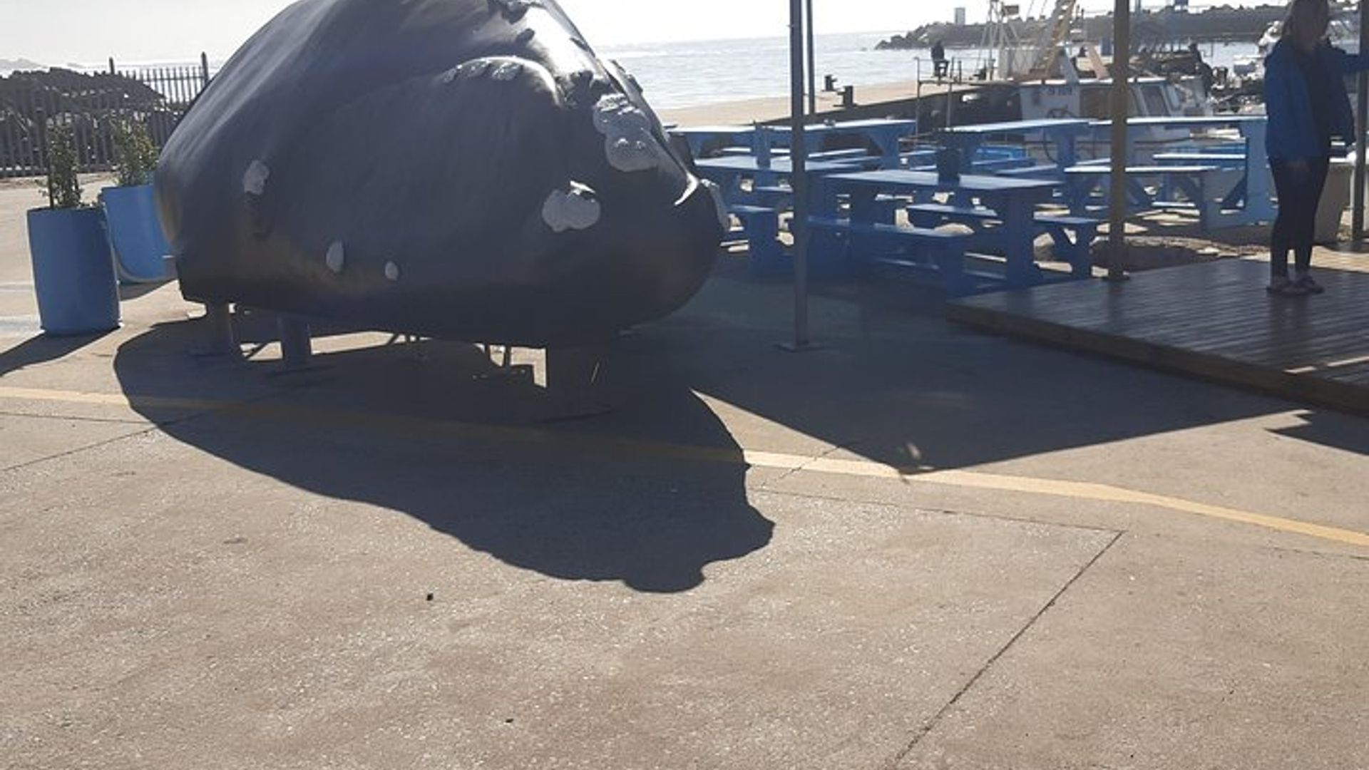 Avistamiento de ballenas en Hermanus
