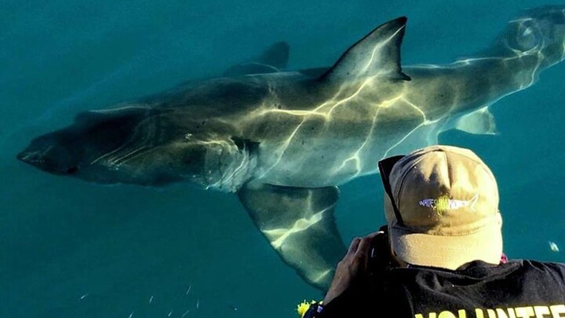 Buceo en jaula de tiburones