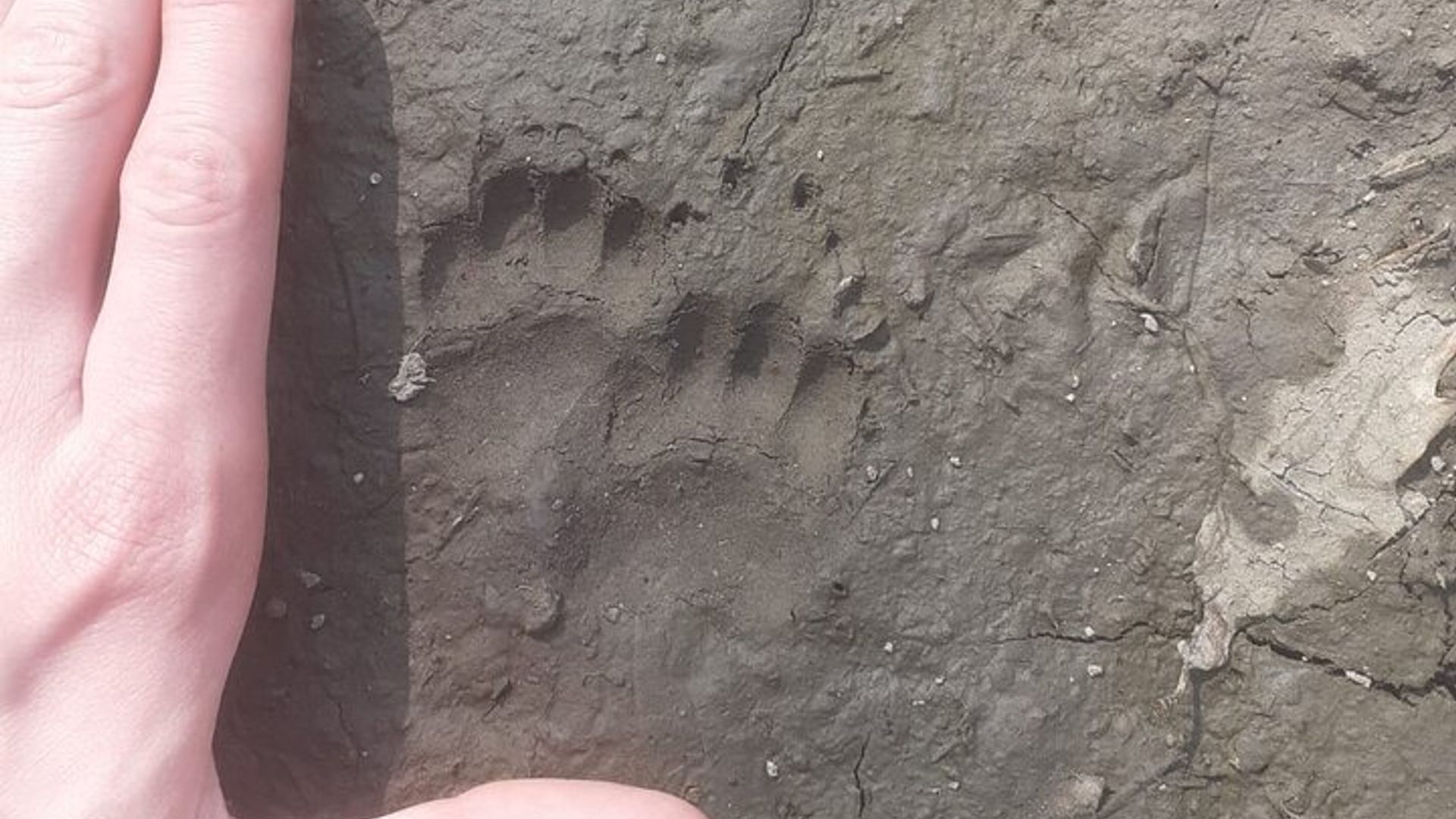 Jeu de piste des animaux sauvages