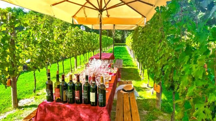 Siena to San Gimignano and Chianti Wine Tasting Day Trip