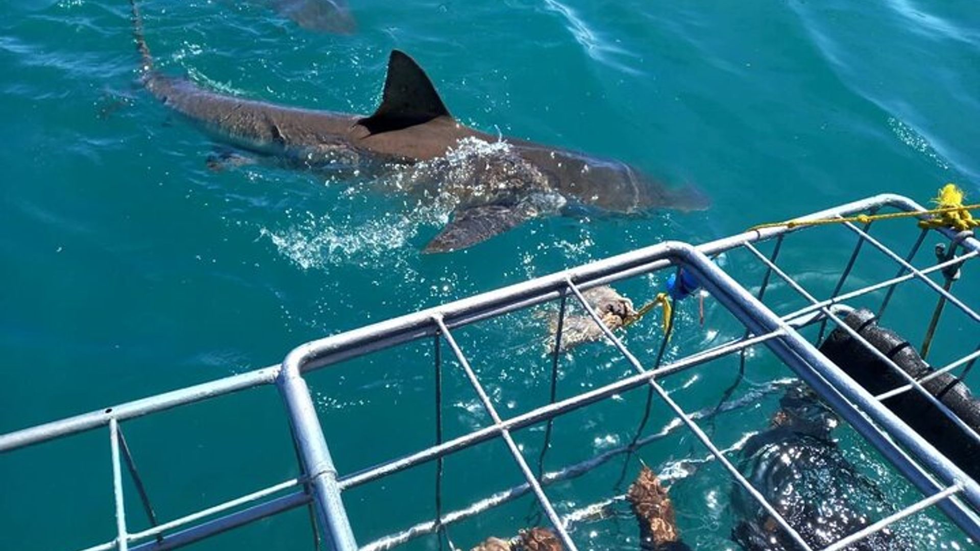 Südafrika Shark Cage Diving