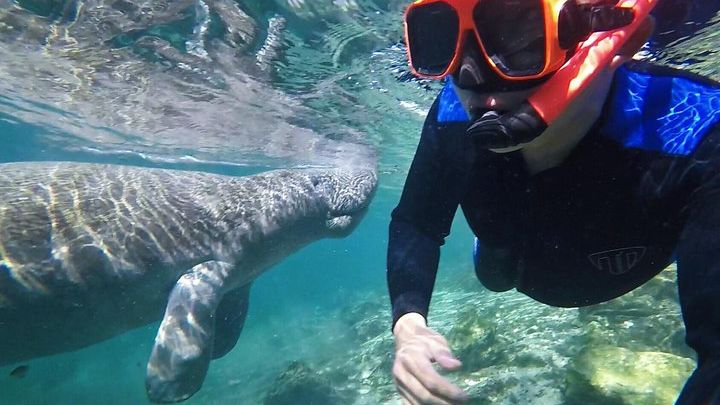 Crystal River Guided Swim with the Manatees
