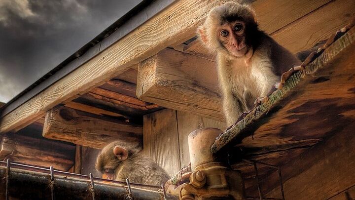 Afternoon Kyoto Bike Tour: Bamboo Forest, Monkeys, Hidden Spots