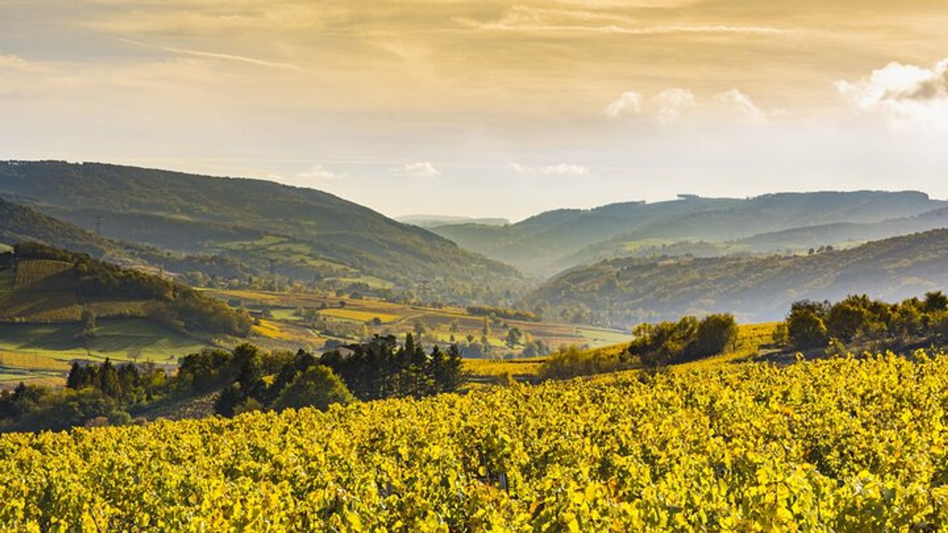 Tour de Vin de Dijon: Vinhedos da Côte de Nuits e Côte de Beaune