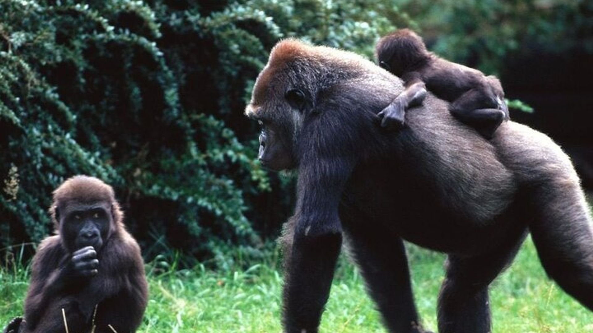 4 Days Flying Gorilla Trekking Luxury Safari-Bwindi N. Park
