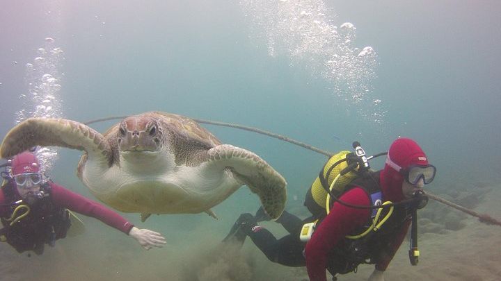 Scuba Diving Beginner's Session in Costa Adeje