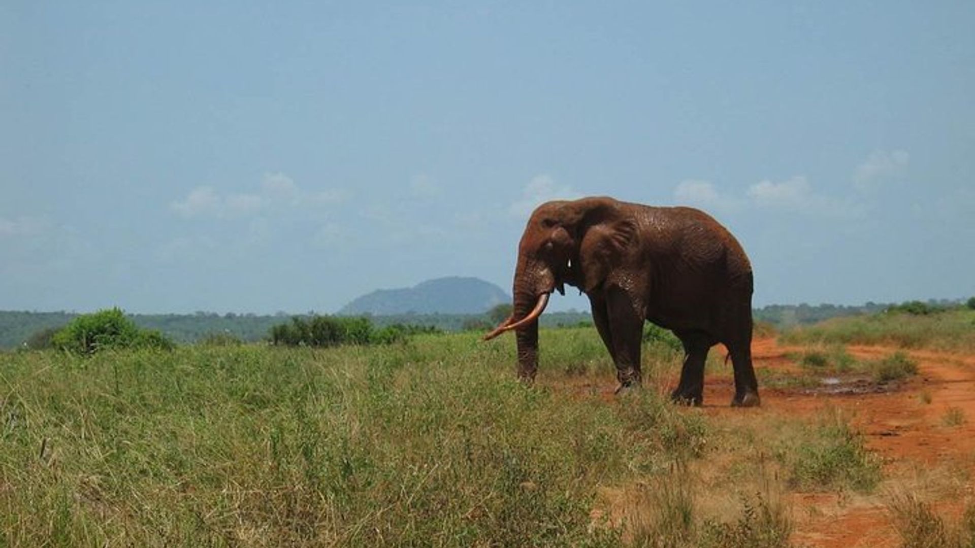 Iminsi 3 Tsavo Iburasirazuba Safari kuva Mombasa
