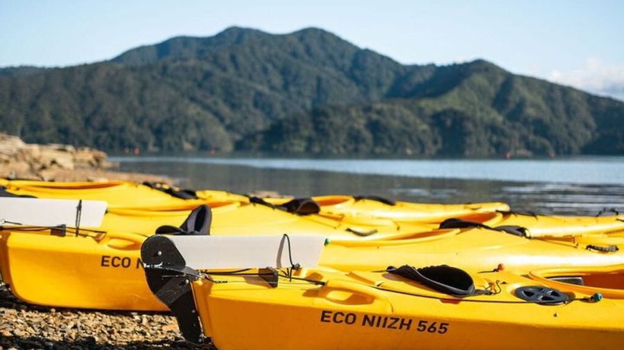 Queen Charlotte Sound Half-Day Kayak Tour from Picton