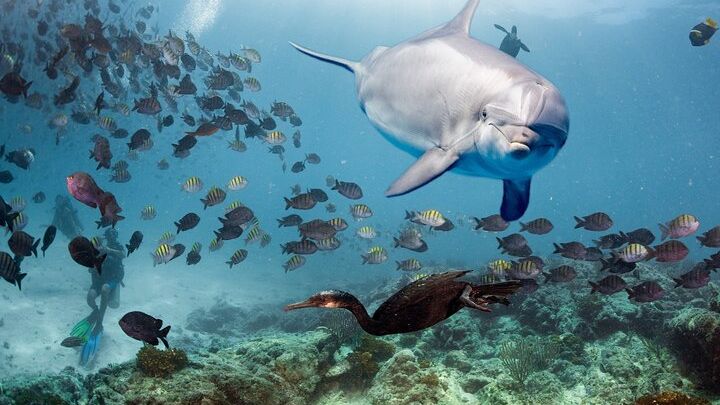Dolphin House Snorkeling Sea Trip Ultimate Adventure - Hurghada
