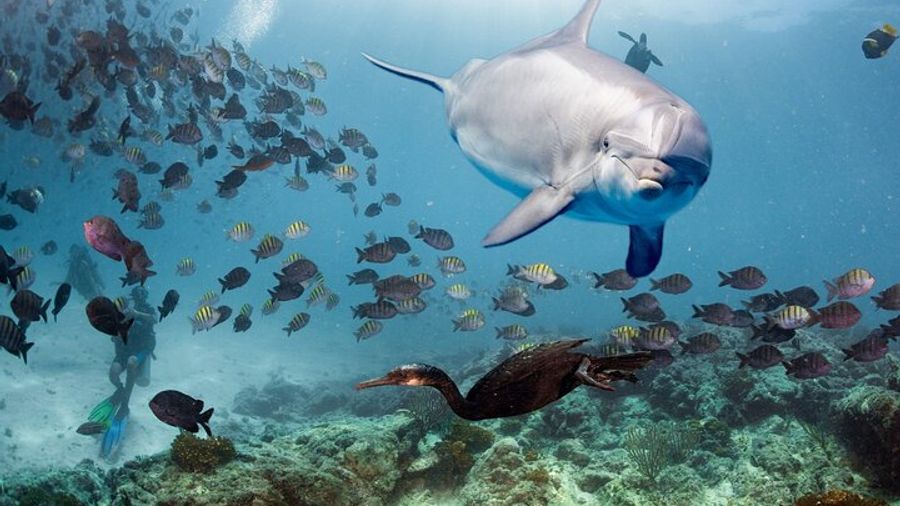 VIP Dolphin House Snorkeling Trip with Lunch & Transfers–Hurghada