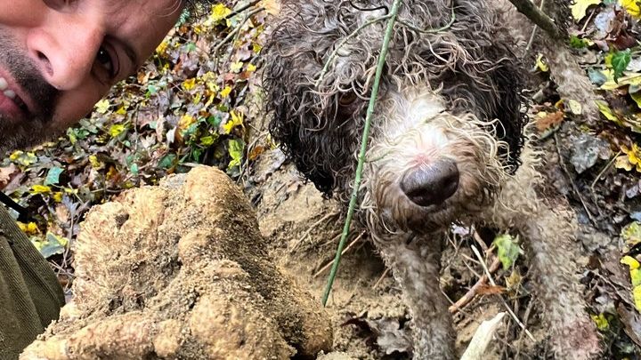 Siena Truffle Hunting and Tasting Experience