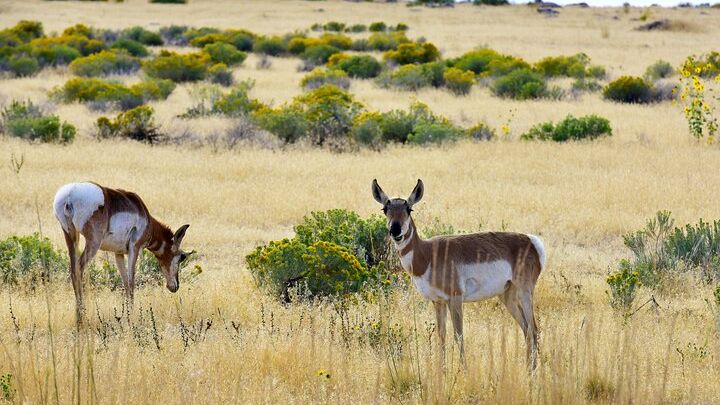 Antelope Island Sunset Wildlife Expedition Great Salt Lake Tour