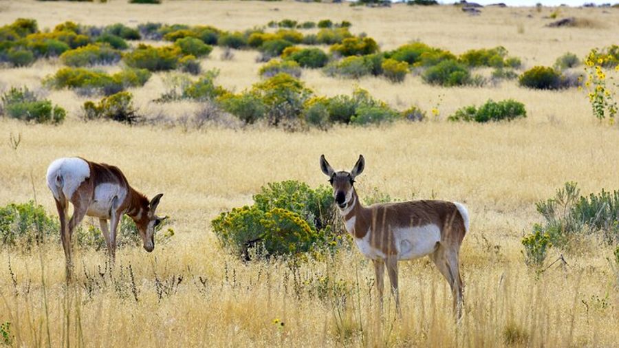 Antelope Island Sunset Wildlife Expedition Great Salt Lake Tour