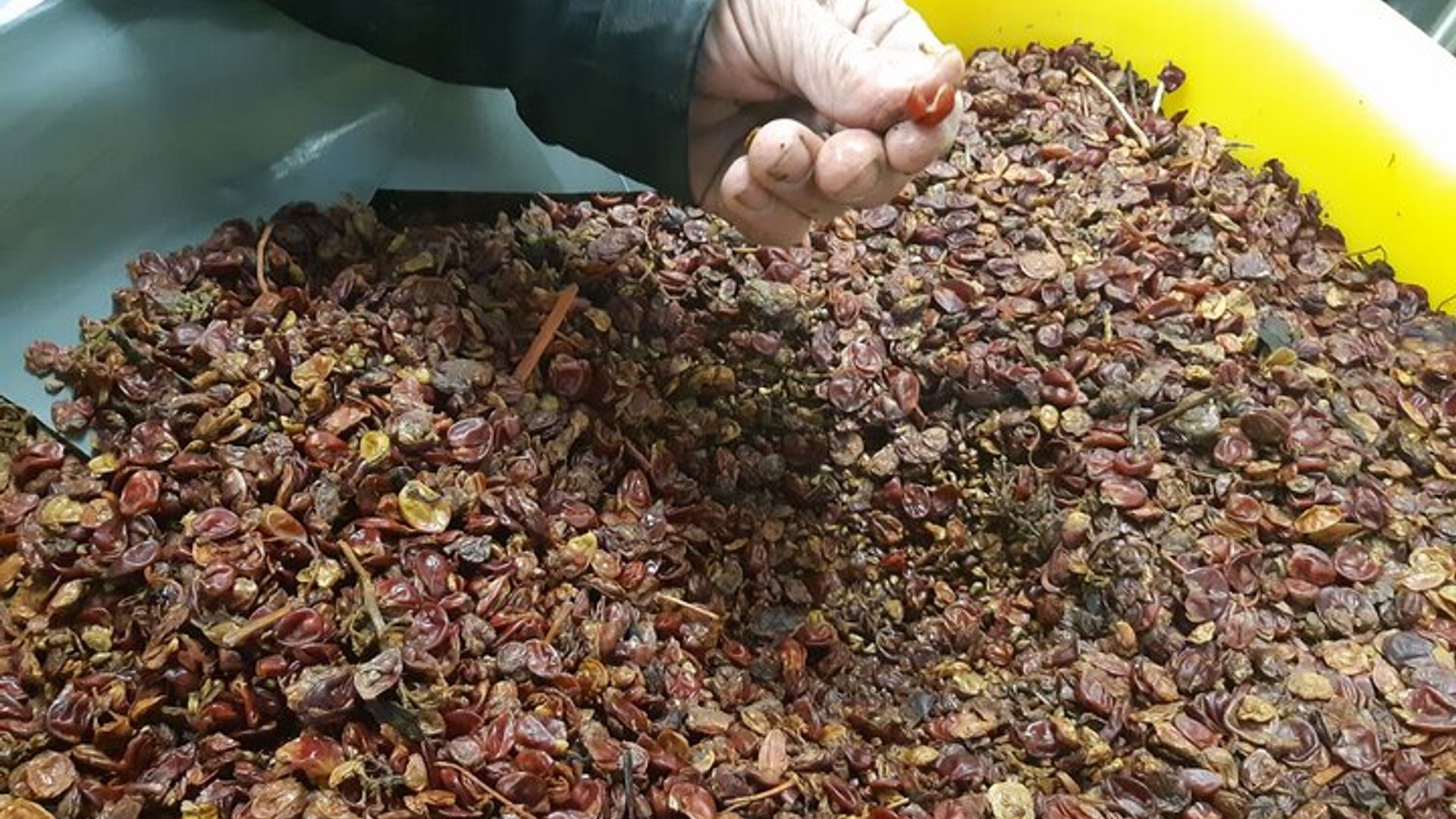 Alsace Wine Route Tour with Tasting Session from Colmar