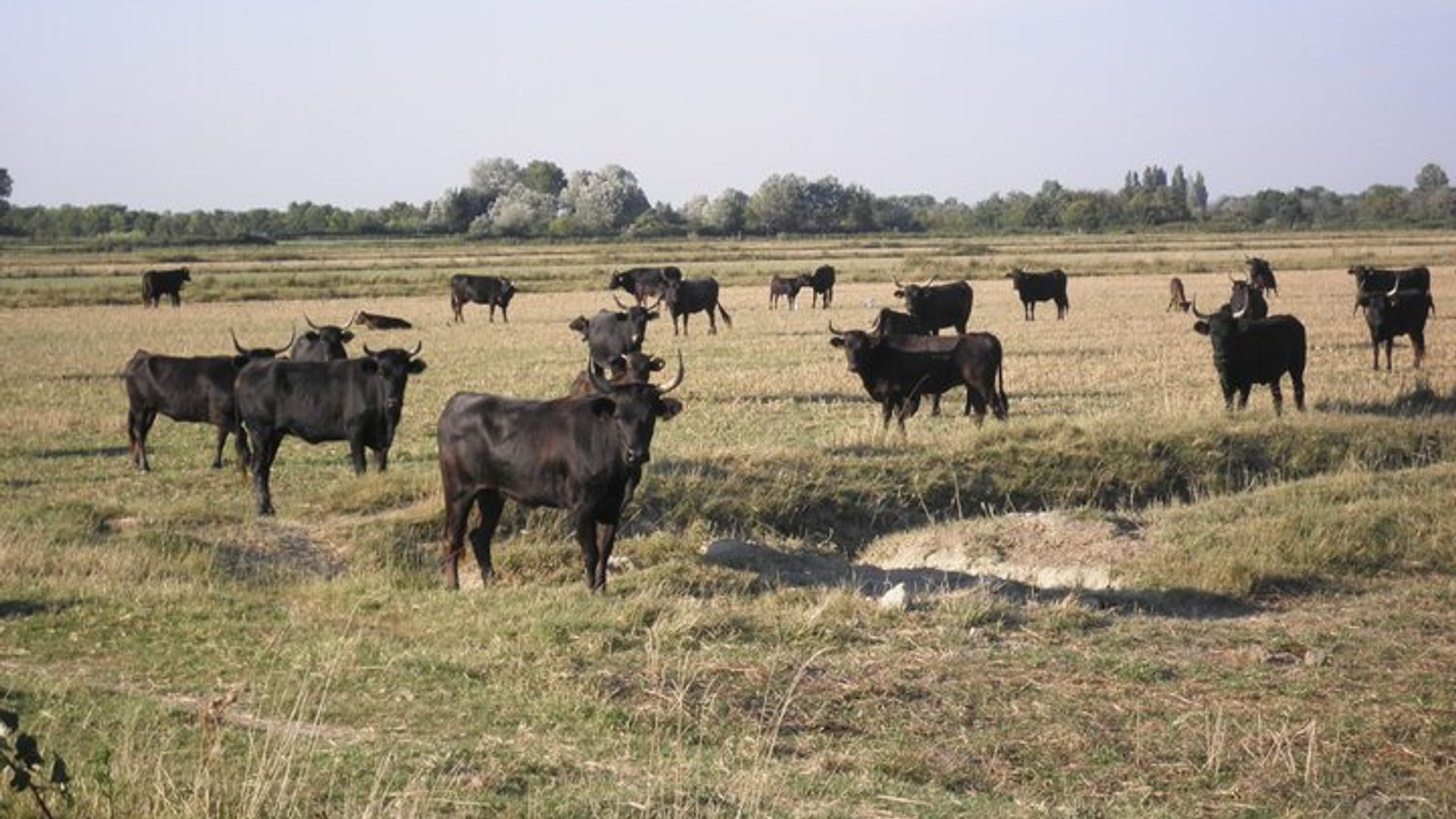 Les Saintes Maries de la Mer, die Camargue und Arles, privater Tagesausflug