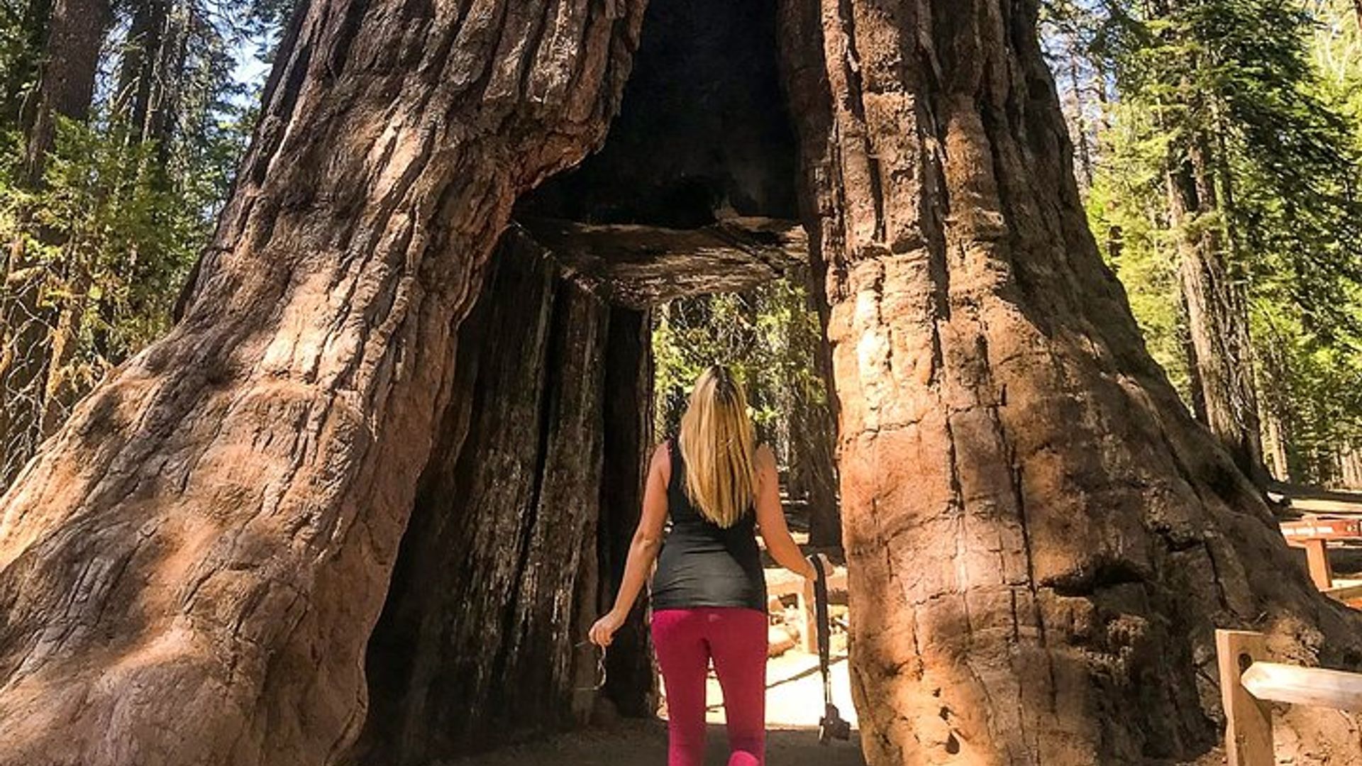 Small-Group Tour of Yosemite Park and Giant Sequoias image 1