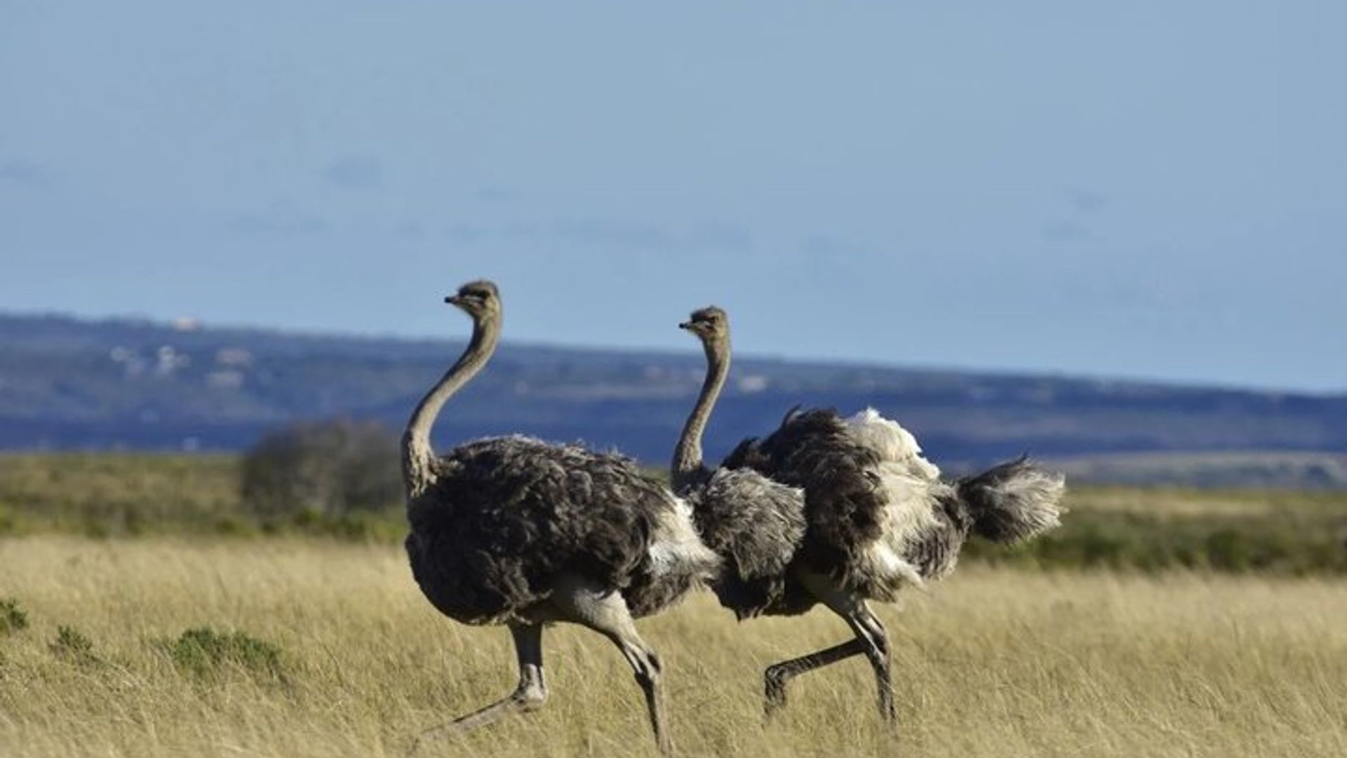 Expérience de safari faunique à Mossel Bay