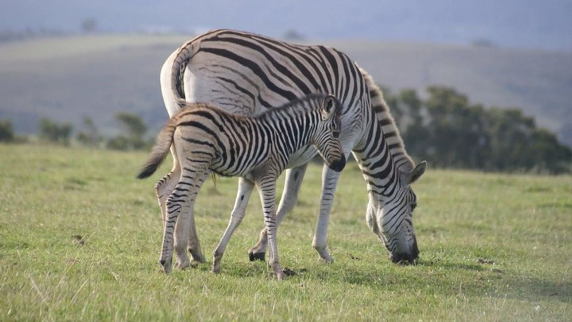 Mossel Bay Wildlife Safari Erfahrung