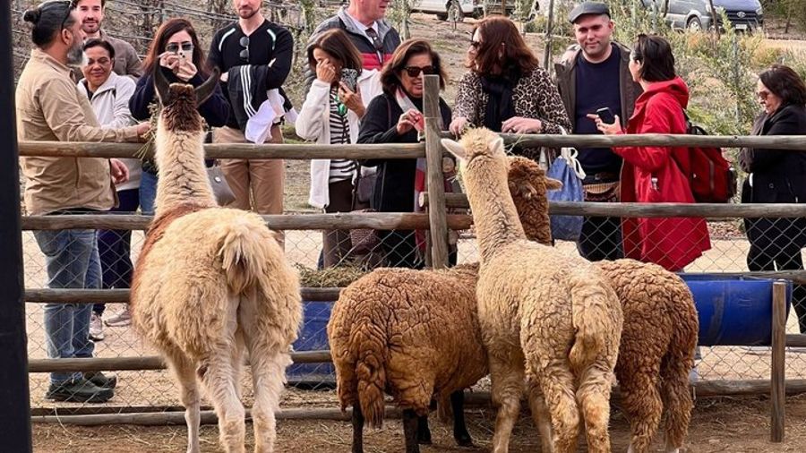 Casablanca Valley and Four Vineyard Wine Tour from Santiago