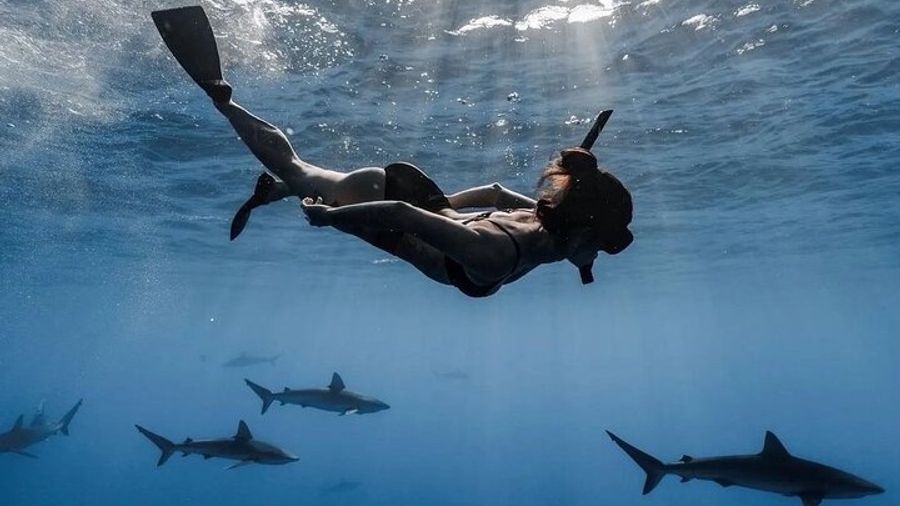 Oahu Open Water Shark Dive Snorkeling Adventure