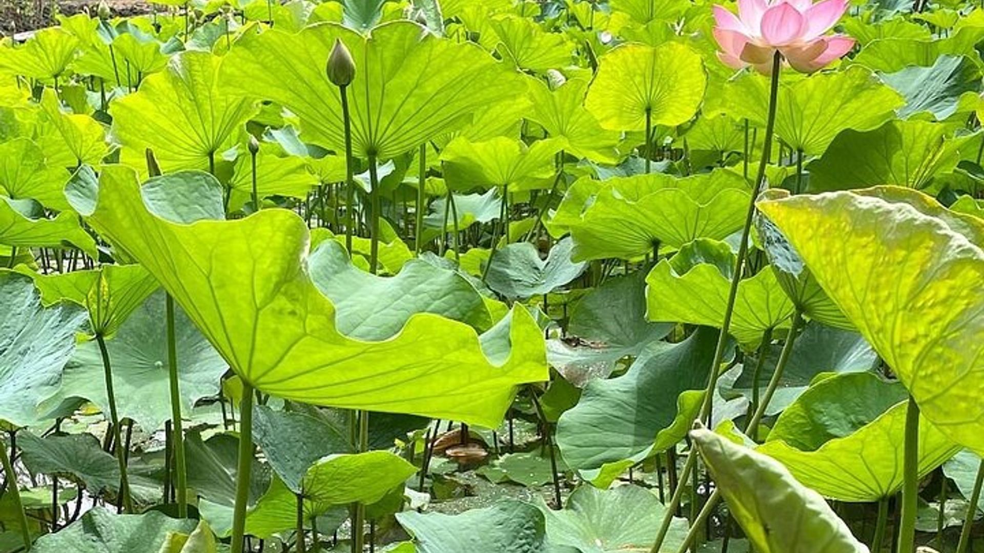 Visite privée d'une journée complète à l'île Maurice Photo Spots