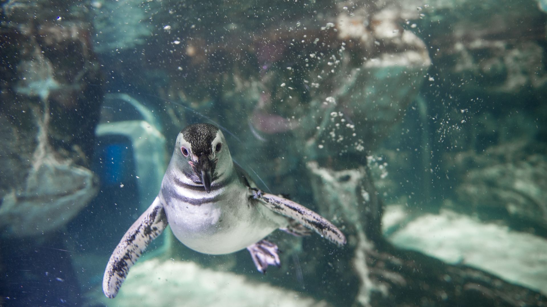 Aquarium of Genoa: Reserved Entry