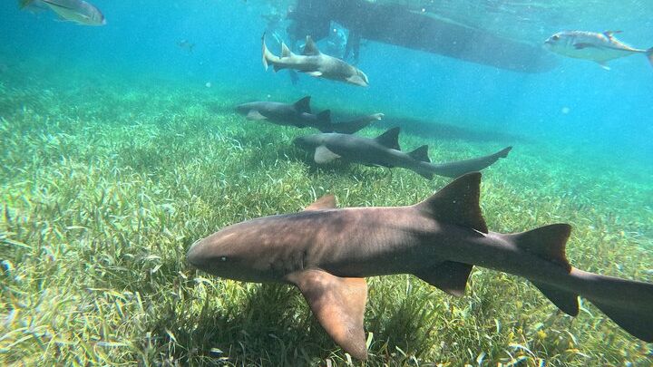 Ambergris Caye: Hol Chan and Shark Ray Alley Snorkeling