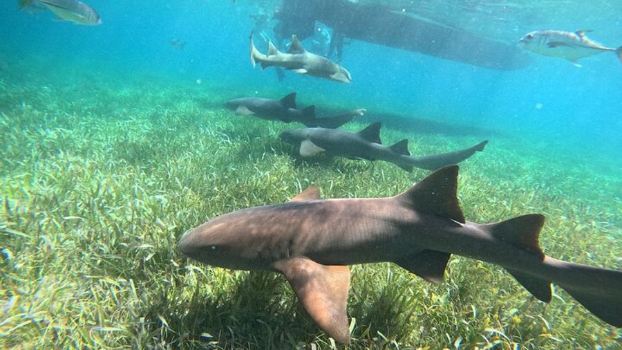 Ambergris Caye: Hol Chan and Shark Ray Alley Snorkeling