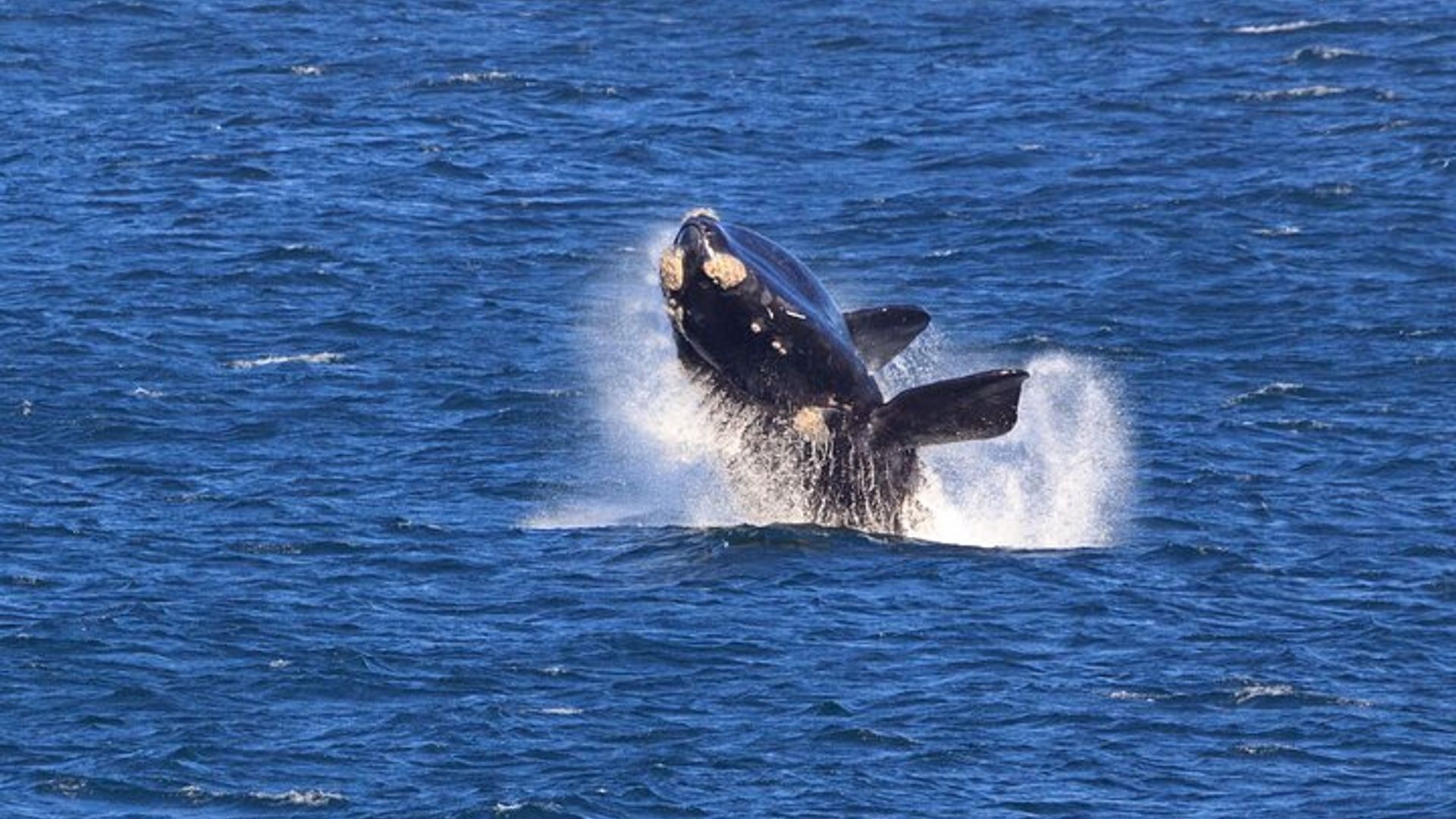 Excursión en barco para avistar ballenas en Hermanus