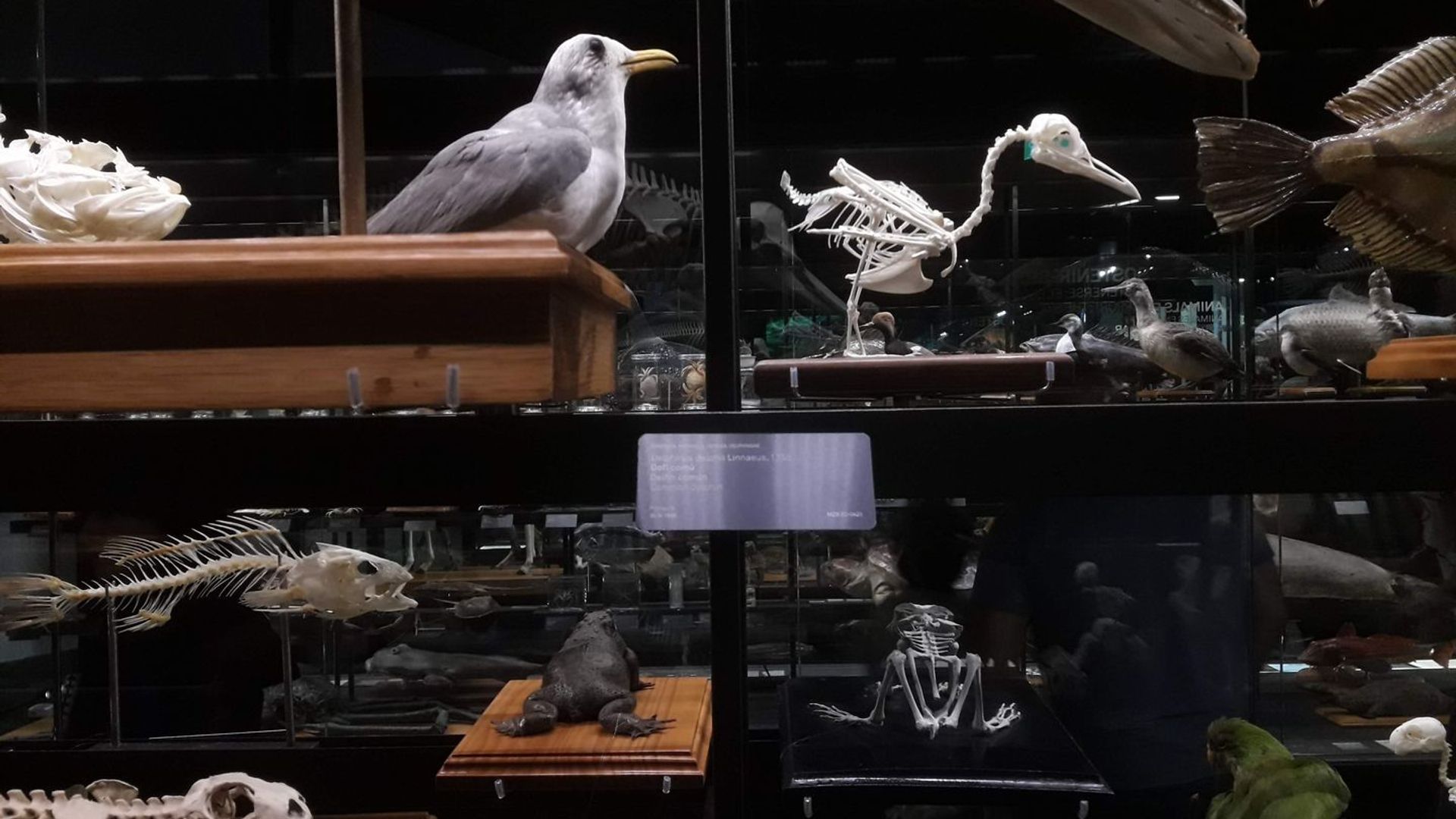 Museu Blau Self-Guided Audio Tour
