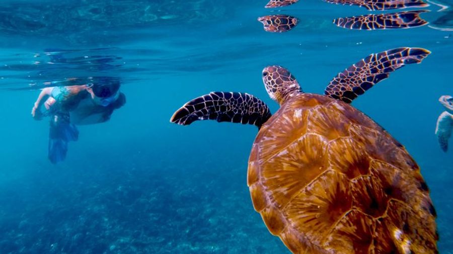 Daymaniat Islands Guided Snorkeling Adventure from Muscat