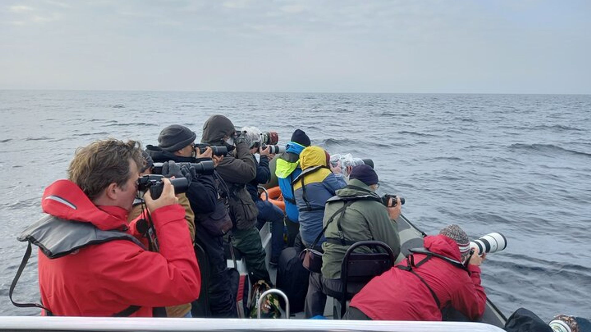 Lisbon Small-Group Dolphin Watching Cruise