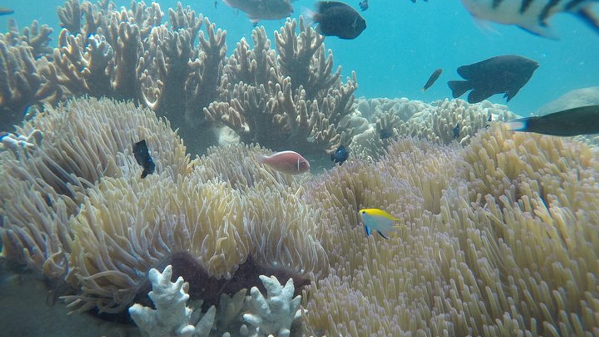Cham Islands Snorkeling Tour by Wooden Boat from Hoi An