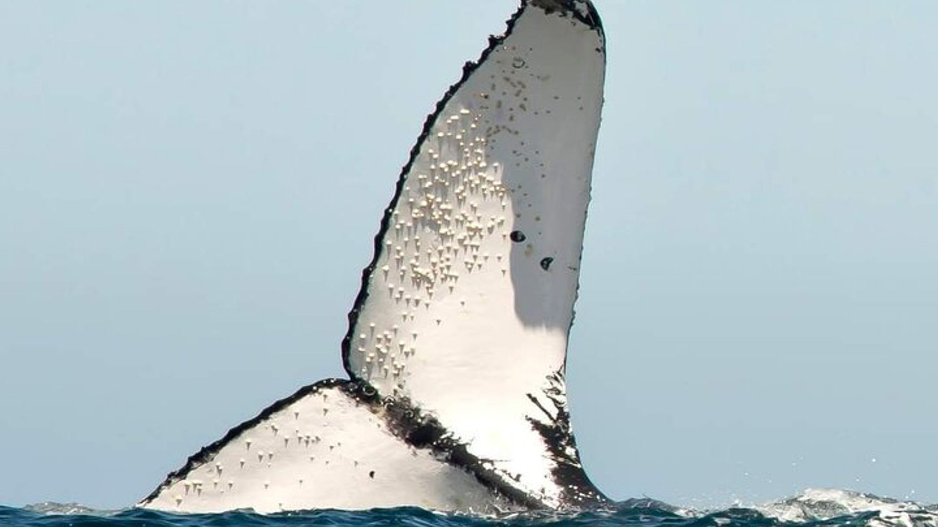 Observation des baleines à Hermanus