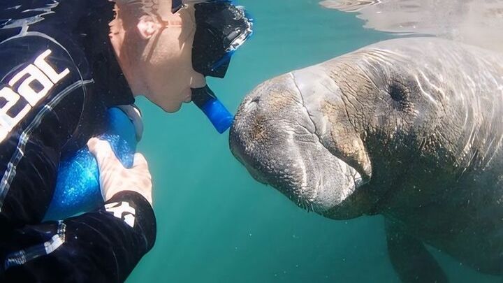 Semi-Private Manatee Swim Tour With In Water Guide (Free Photos)