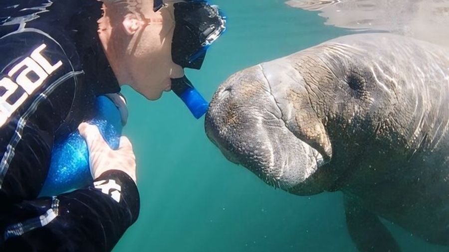 Semi-Private Manatee Swim Tour With In Water Guide (Free Photos)