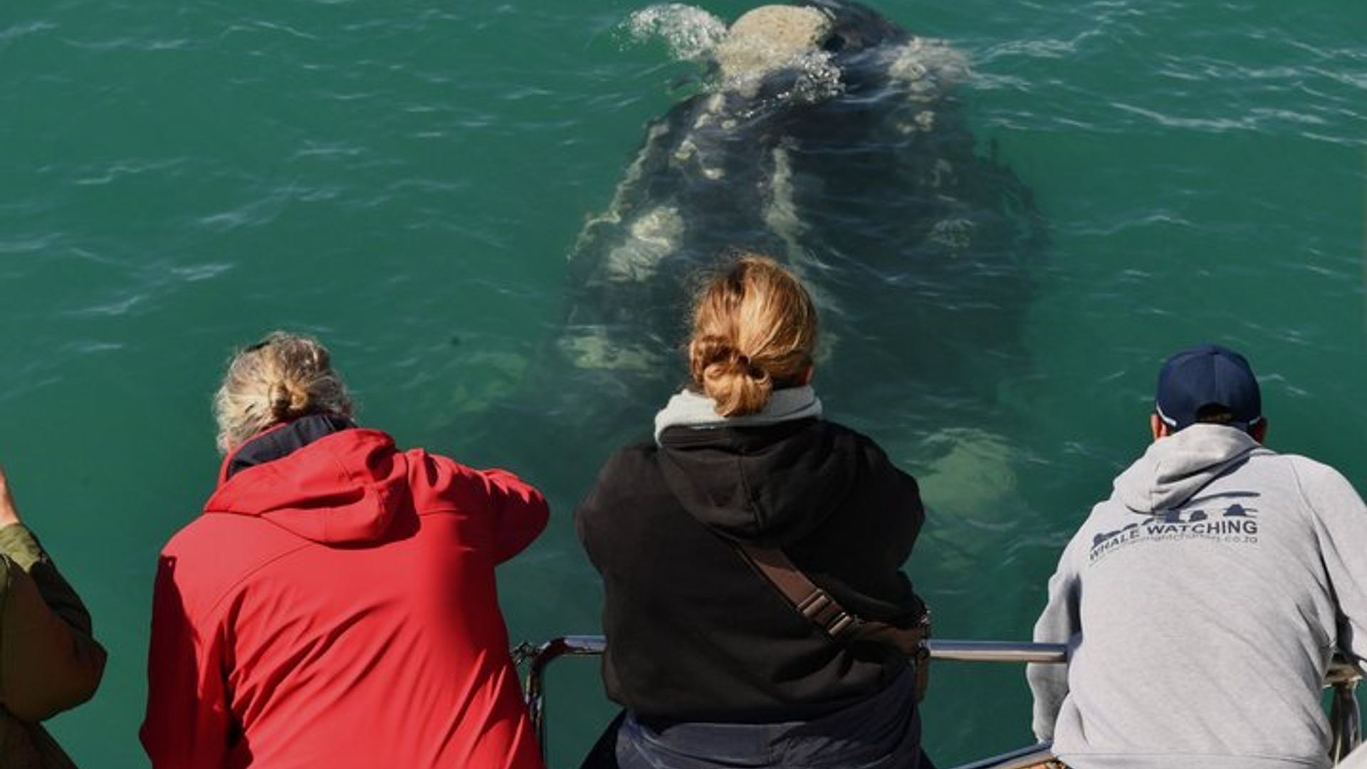 Gemeinsame Hermanus Boot basierte Walbeobachtung und Pinguin Abenteuer
