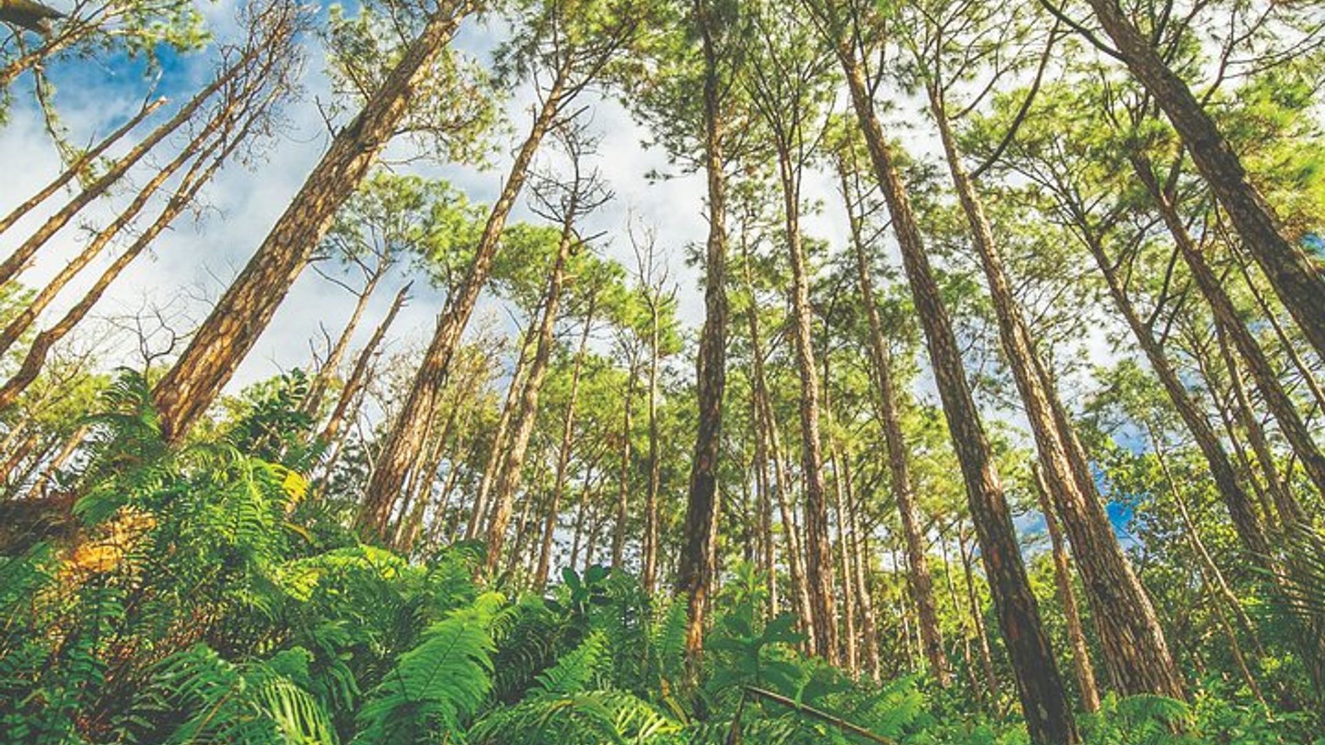 Bel Ombre 4X4 Safari Adventure