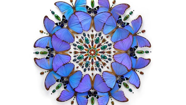 Exquisite Creatures Exhibit By Christopher Marley