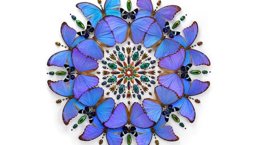 Exquisite Creatures Exhibit By Christopher Marley