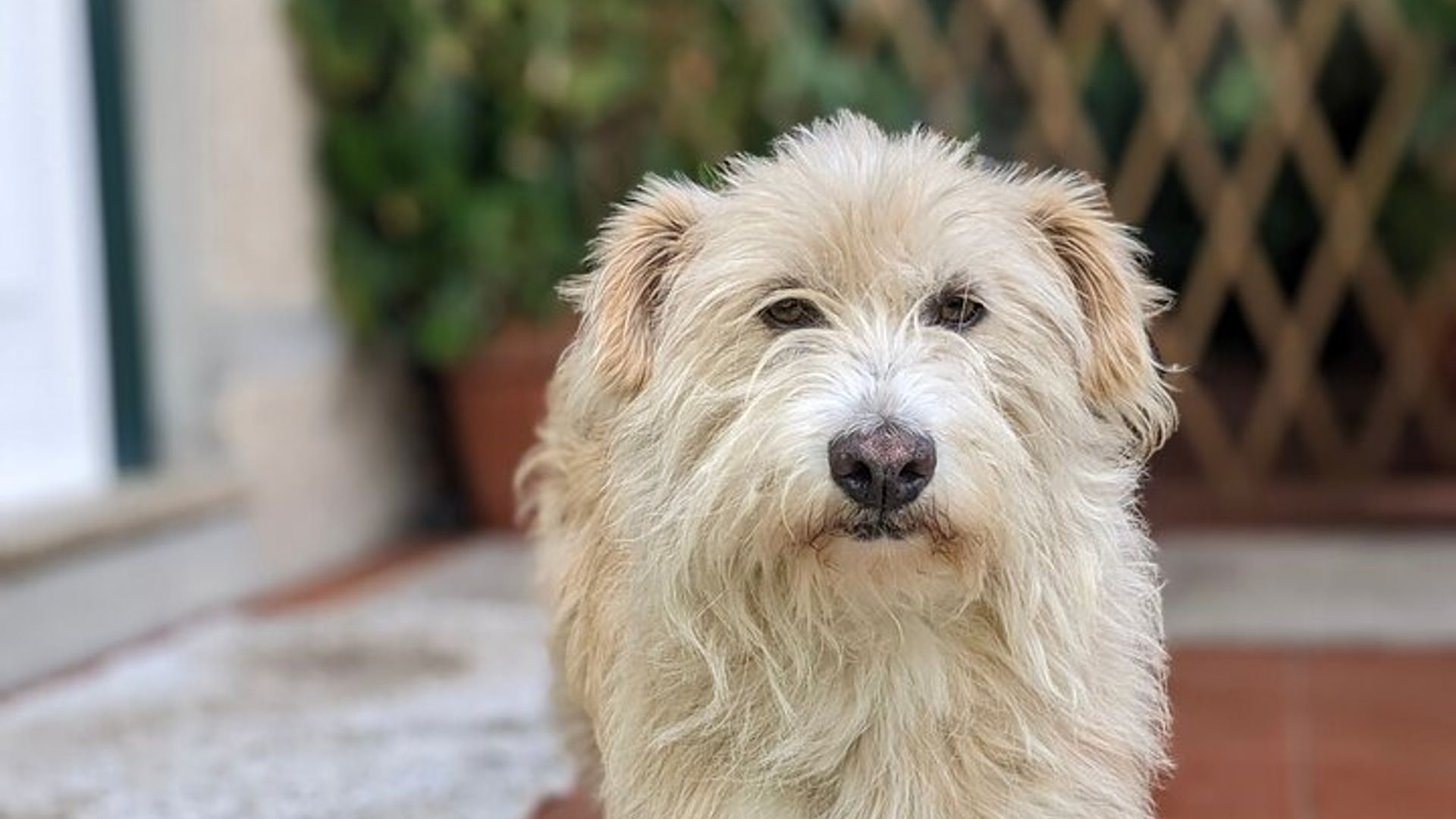 Clase de cocina tradicional, visita a una granja y almuerzo en el valle del Duero