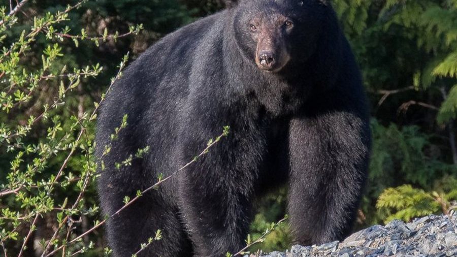 Whistler Bear Tour